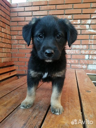 Щенки лабрадора