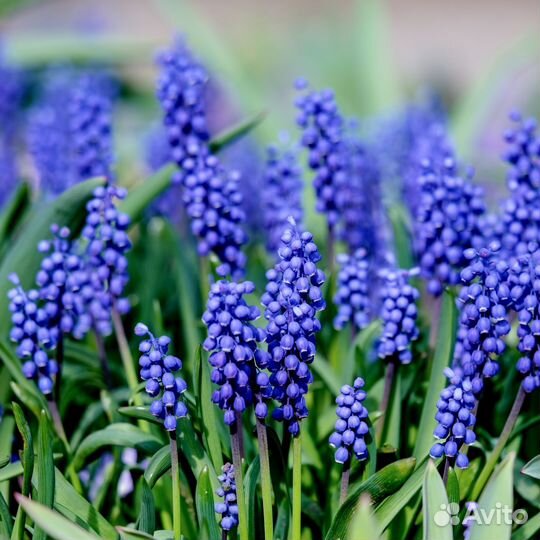 Растения для сада