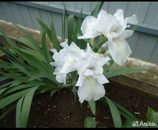 Ирисы