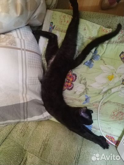 Котенок 5 месяцев