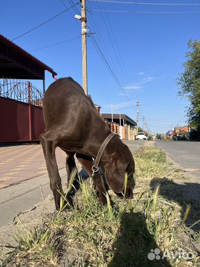 Немецкий Курцхаар
