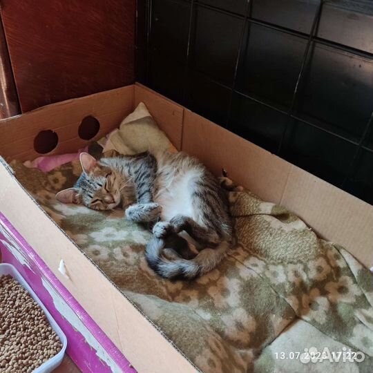 Котик в добрые руки