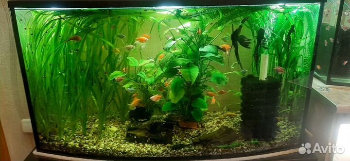 Аквариумные рыбки