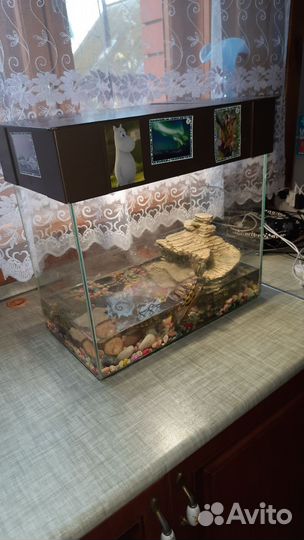 Аквариум с черепахами