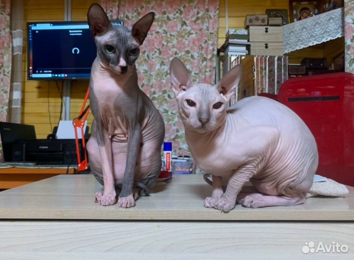 Котенок донского сфинкса