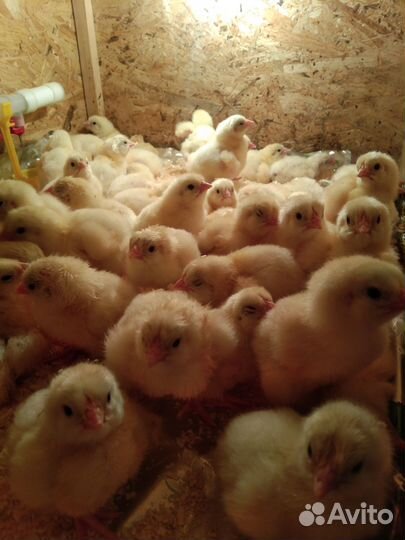 Бройлер суточный