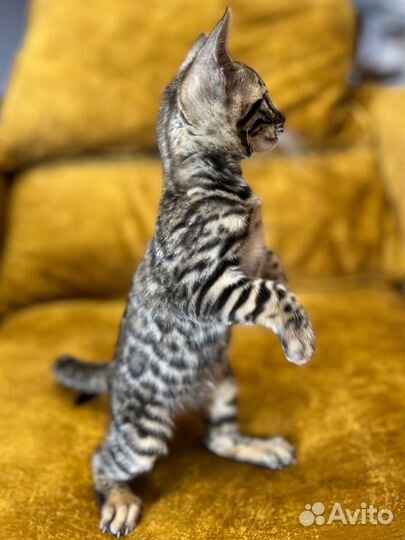 Бенгальская девочка