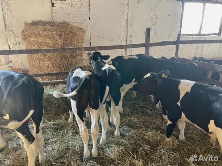 Телята бычки