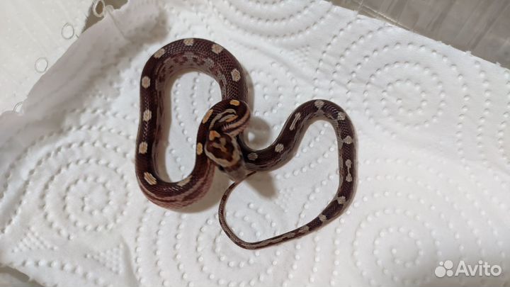 Маисовые полозы