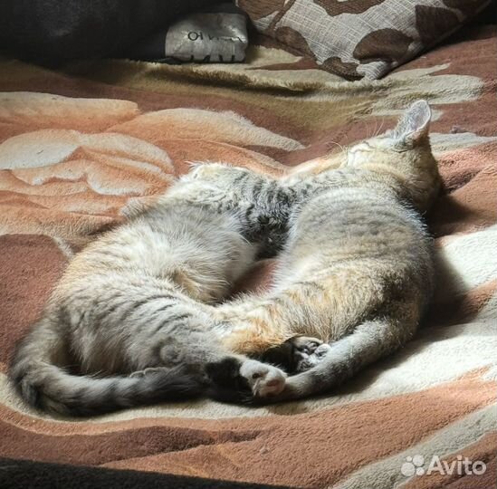 Домашние животные котята бесплатно