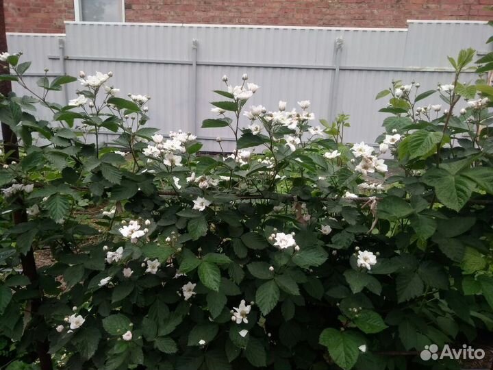 Саженцы ежевики