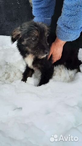 Собака бородачка