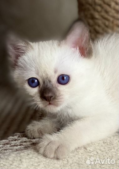 Тайские котята