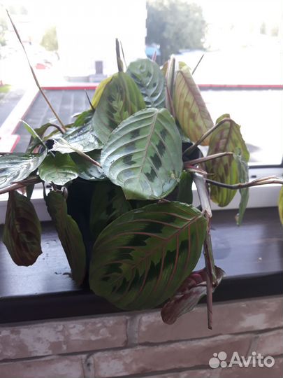 Маранта триколор