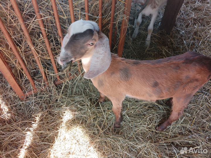 Нубийский козлик