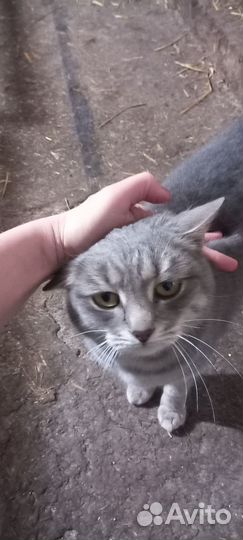 Котики ищут дом