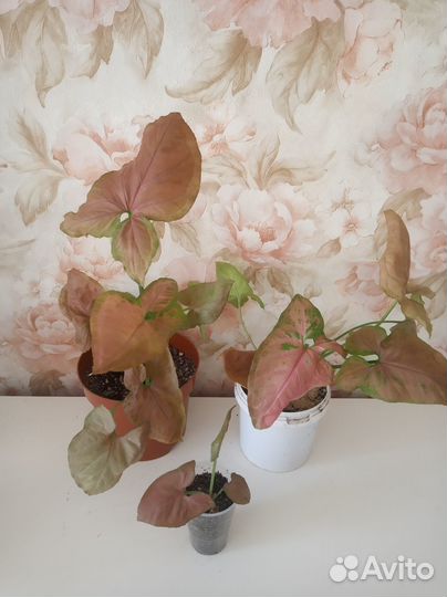 Сингониум Орм нак