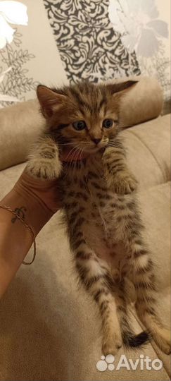 Бенгальские котята