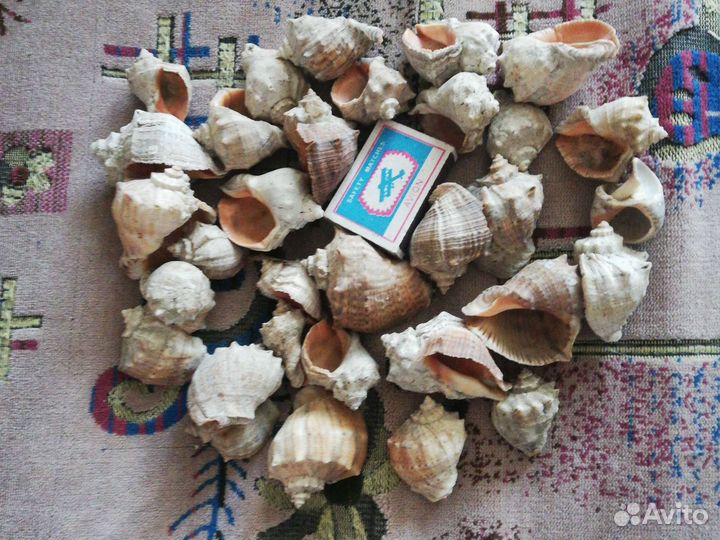 Морские ракушки