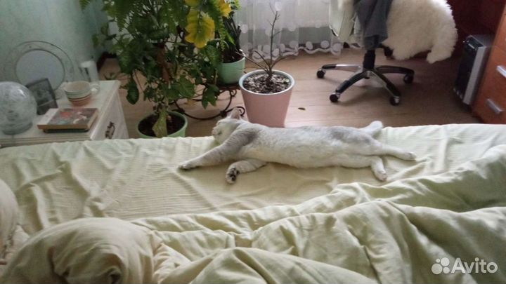 Британские коты вязка