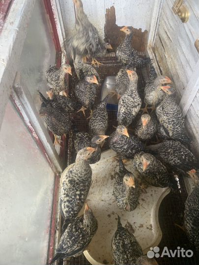 Курицы несушки домашние