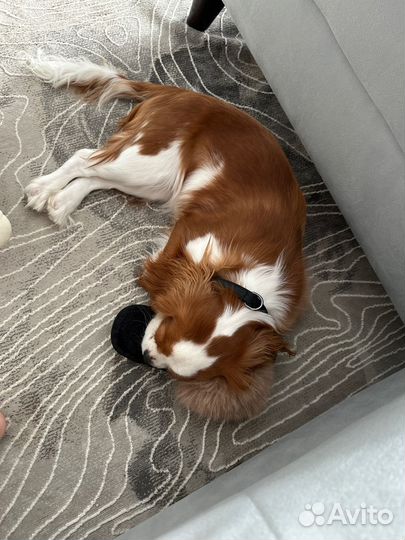 Кавалер кинг Чарльз спаниель