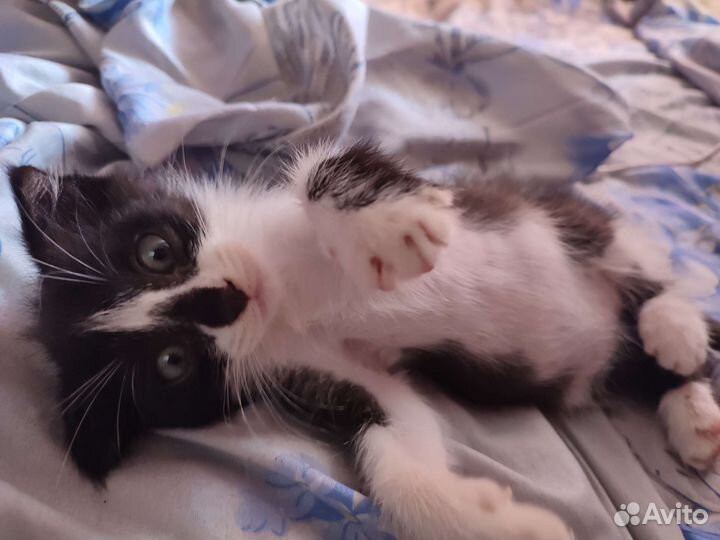 Бесплатно в добрые руки малыш котенок