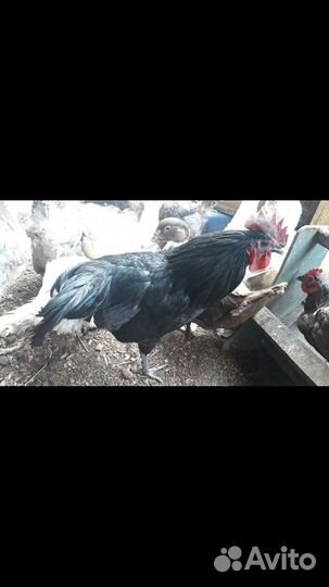 Курочки(несушки),Петухи