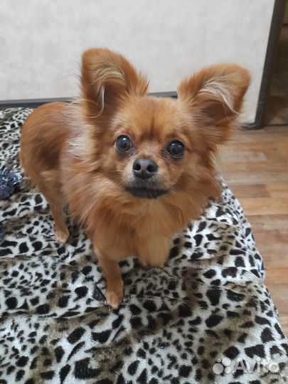 Вязка чихуахуа