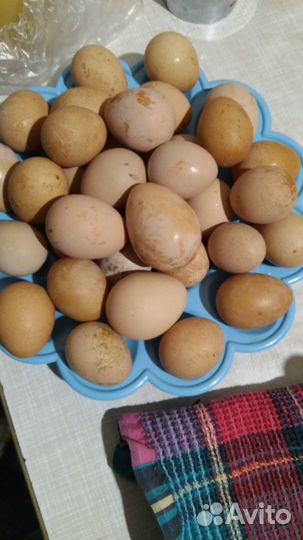 Пищевые яйца цесарки