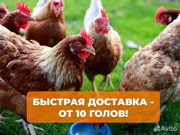 Куры несушки с доставкой
