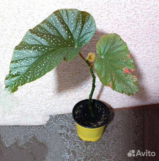 Бегония