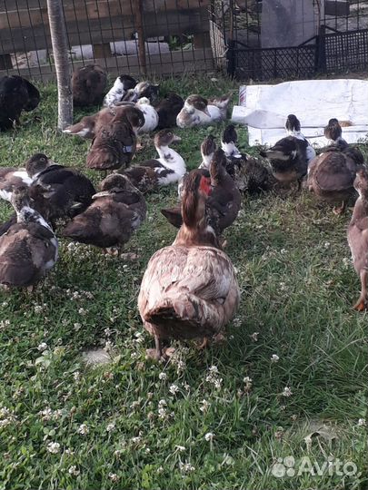 Утята индоутки