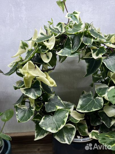 Крестовник крупноязычковый, филодендрон, пеперомия