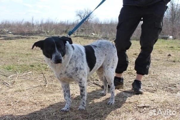 Буля хочет домой