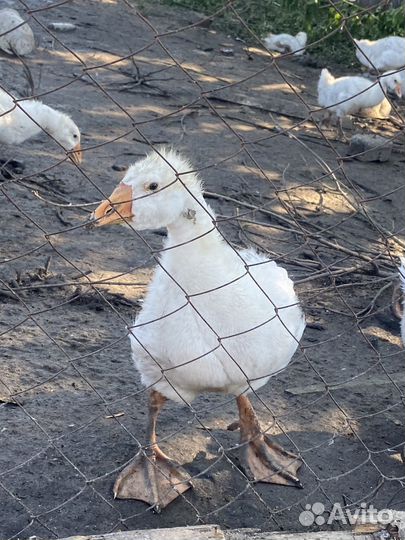 Гуси 3 месяца