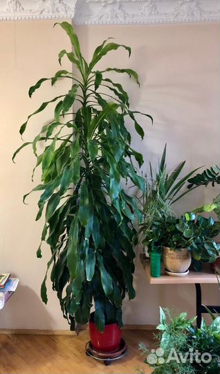 Драцена 2,65 метра