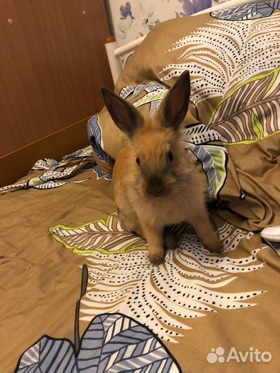 Кролик девочка + клетка