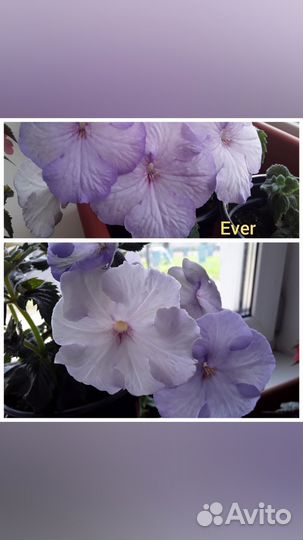 Ризомы ахименесов