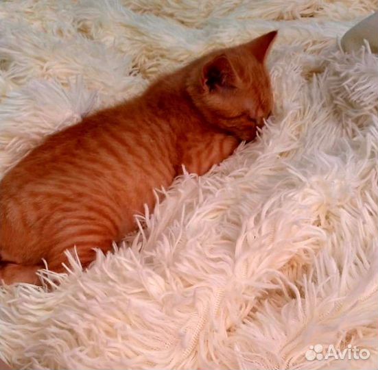 Котенок