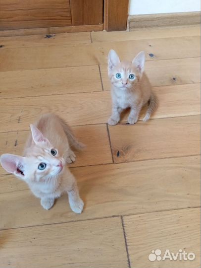 Отдам котят