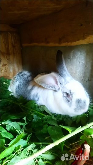 Крольчата, кролики, племенные кроли, крольчатина