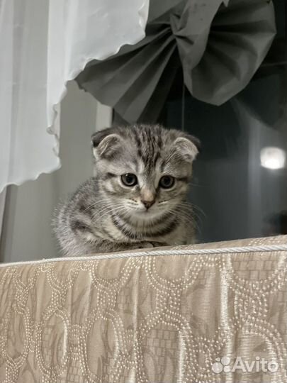 Шотландские вислоухие