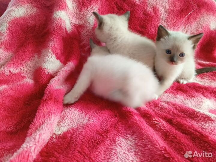 Тайские котята