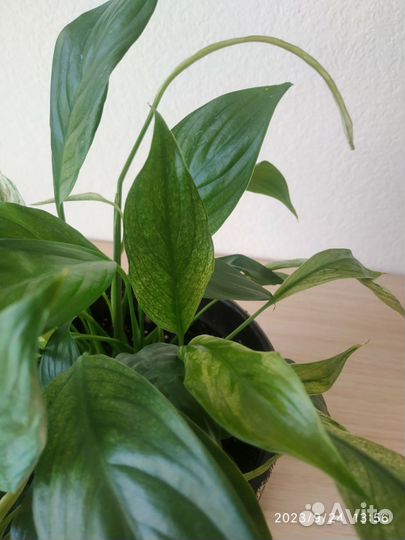 Спатифиллум City of Angel (Город ангелов)