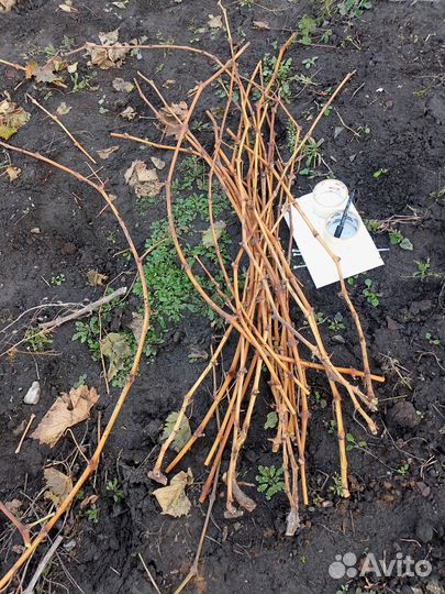 Черенки (чубуки) винограда