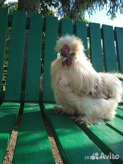 Петухи. Шелковый и цыплята. Семья маранов