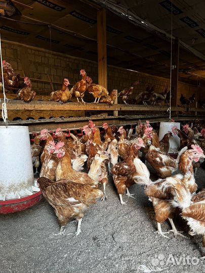 Куры несушки