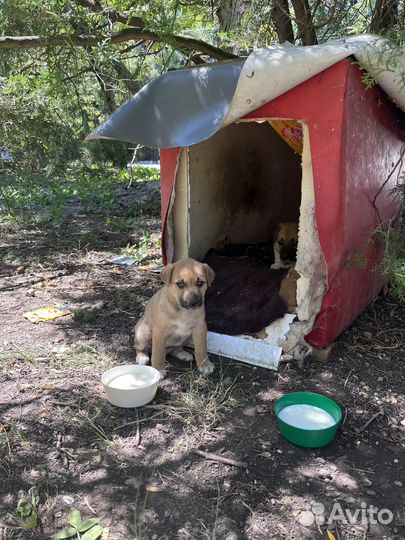 Щенок девочка 1 месяц