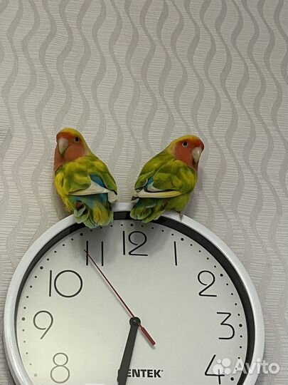 Продам попугаев, пара